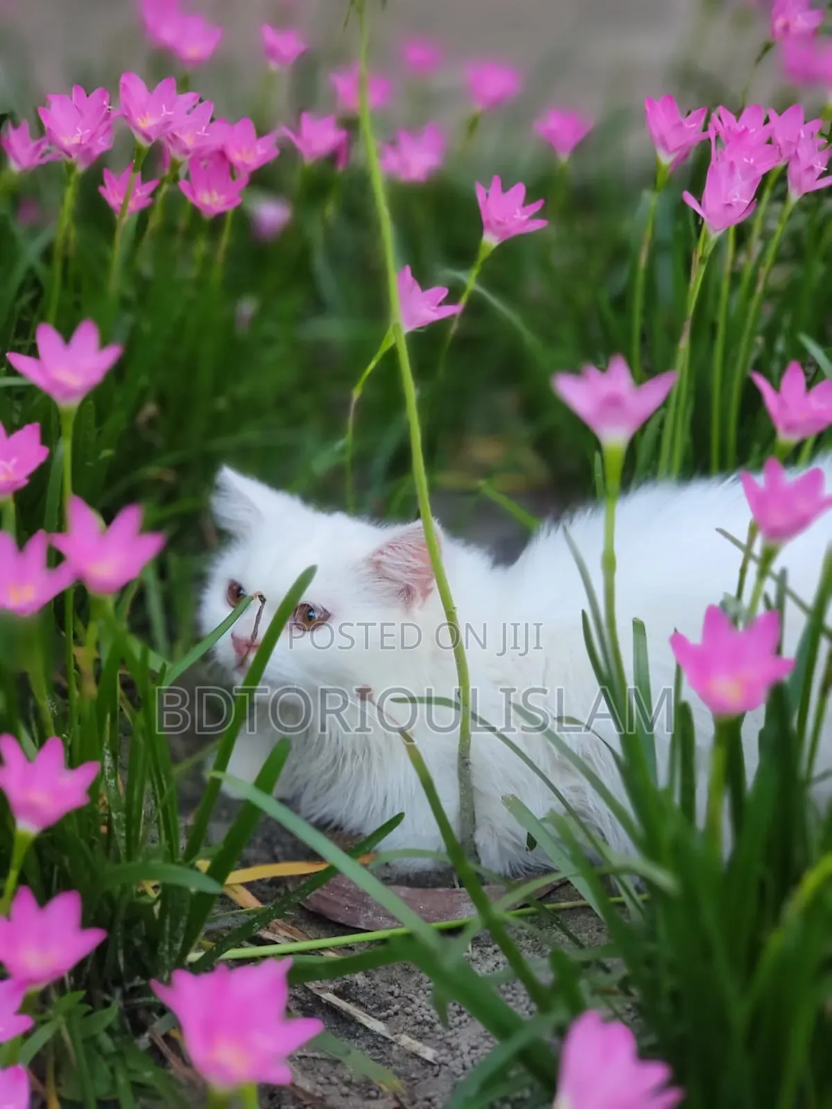 6-12 Months Female Purebred Persian