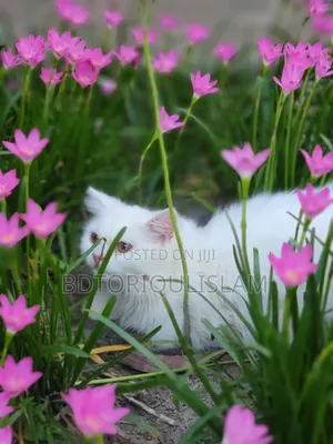Photo - 6-12 Months Female Purebred Persian