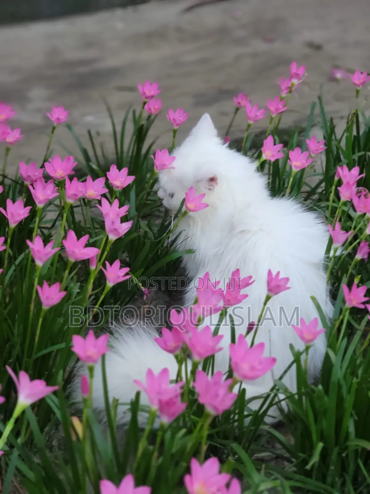 6-12 Months Female Purebred Persian