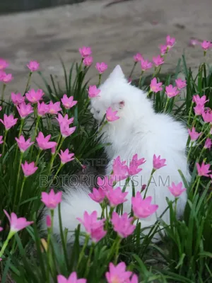 6-12 Months Female Purebred Persian