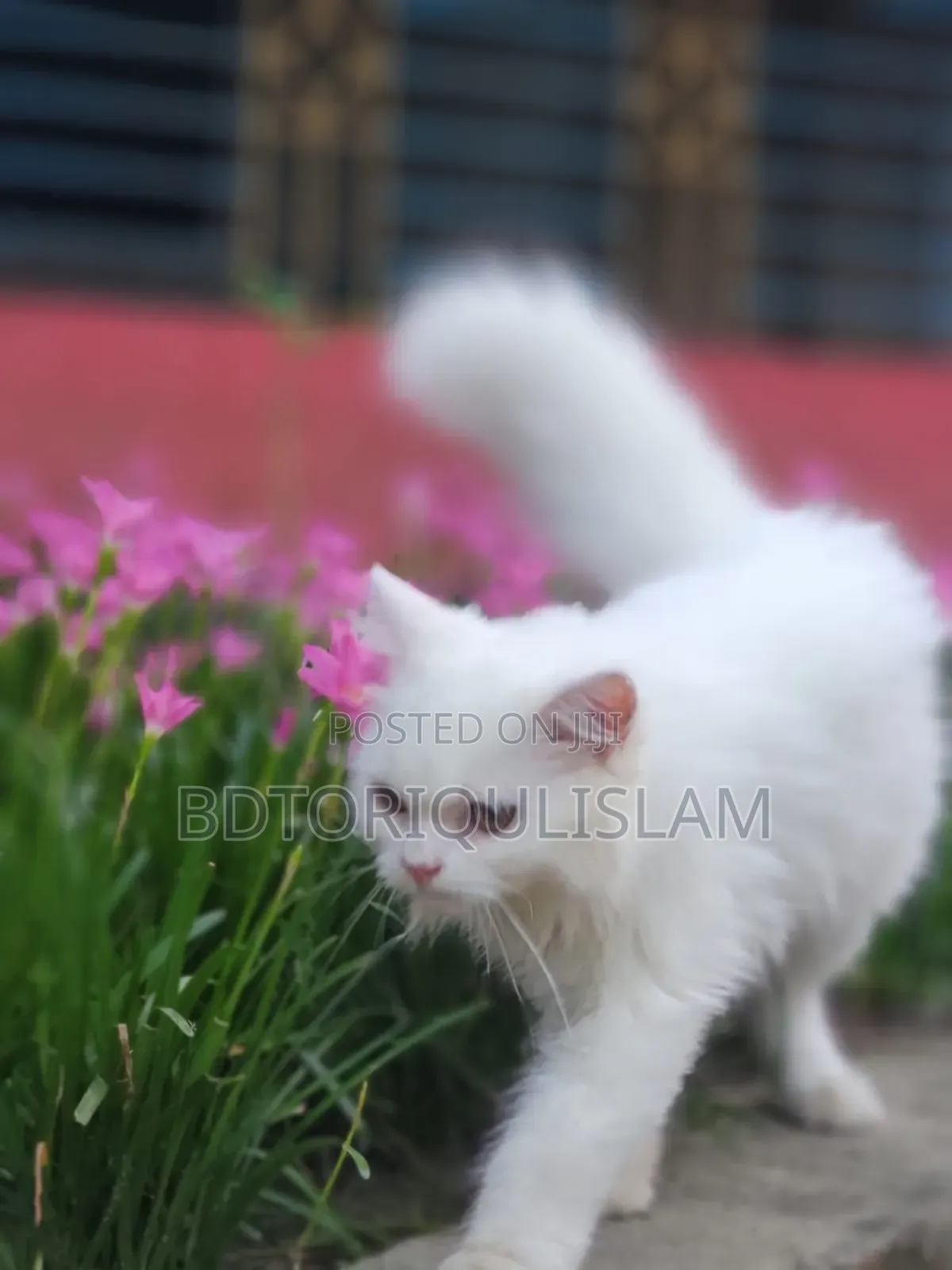 6-12 Months Female Purebred Persian