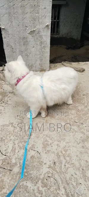 Photo - 6-12 Months Female Purebred Abyssinian