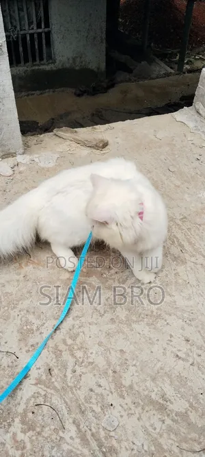 6-12 Months Female Purebred Abyssinian