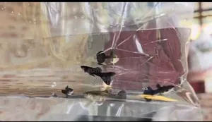 Photo - Black Moscow