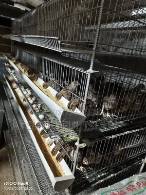 Photo - আমাদের কাছে অরিজিনাল জাপানি কোয়েল+ইউরোপিয়ান কোয়েল পাখি পাওয়া যায়