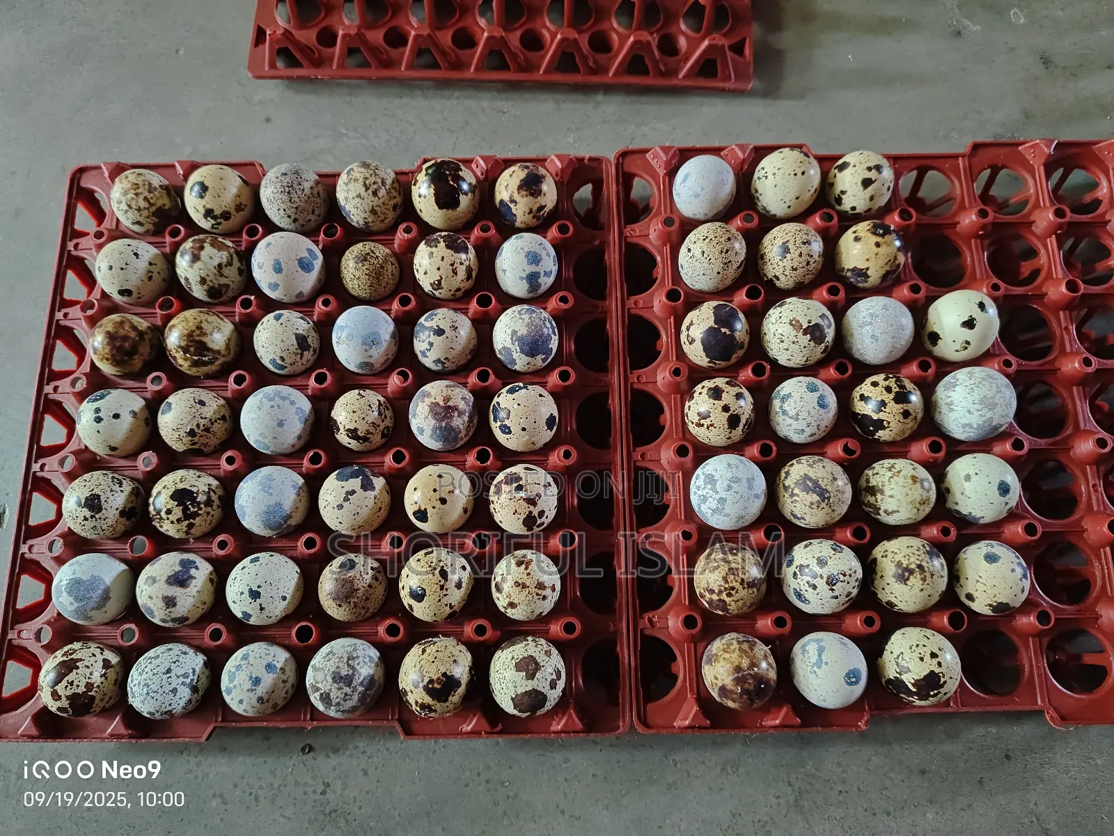 আমাদের কাছে অরিজিনাল জাপানি কোয়েল+ইউরোপিয়ান কোয়েল পাখি পাওয়া যায়