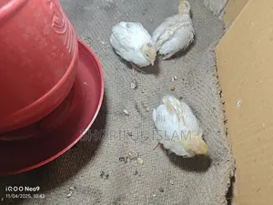 আমাদের কাছে অরিজিনাল জাপানি কোয়েল+ইউরোপিয়ান কোয়েল পাখি পাওয়া যায়