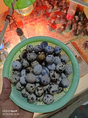 আমাদের কাছে অরিজিনাল জাপানি কোয়েল+ইউরোপিয়ান কোয়েল পাখি পাওয়া যায়