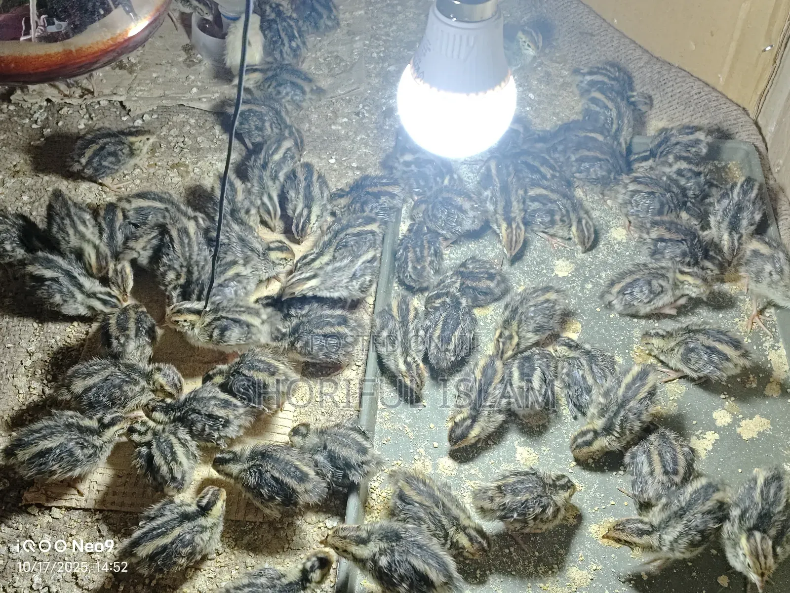 আমাদের কাছে অরিজিনাল জাপানি কোয়েল+ইউরোপিয়ান কোয়েল পাখি পাওয়া যায়