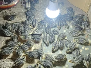 আমাদের কাছে অরিজিনাল জাপানি কোয়েল+ইউরোপিয়ান কোয়েল পাখি পাওয়া যায়