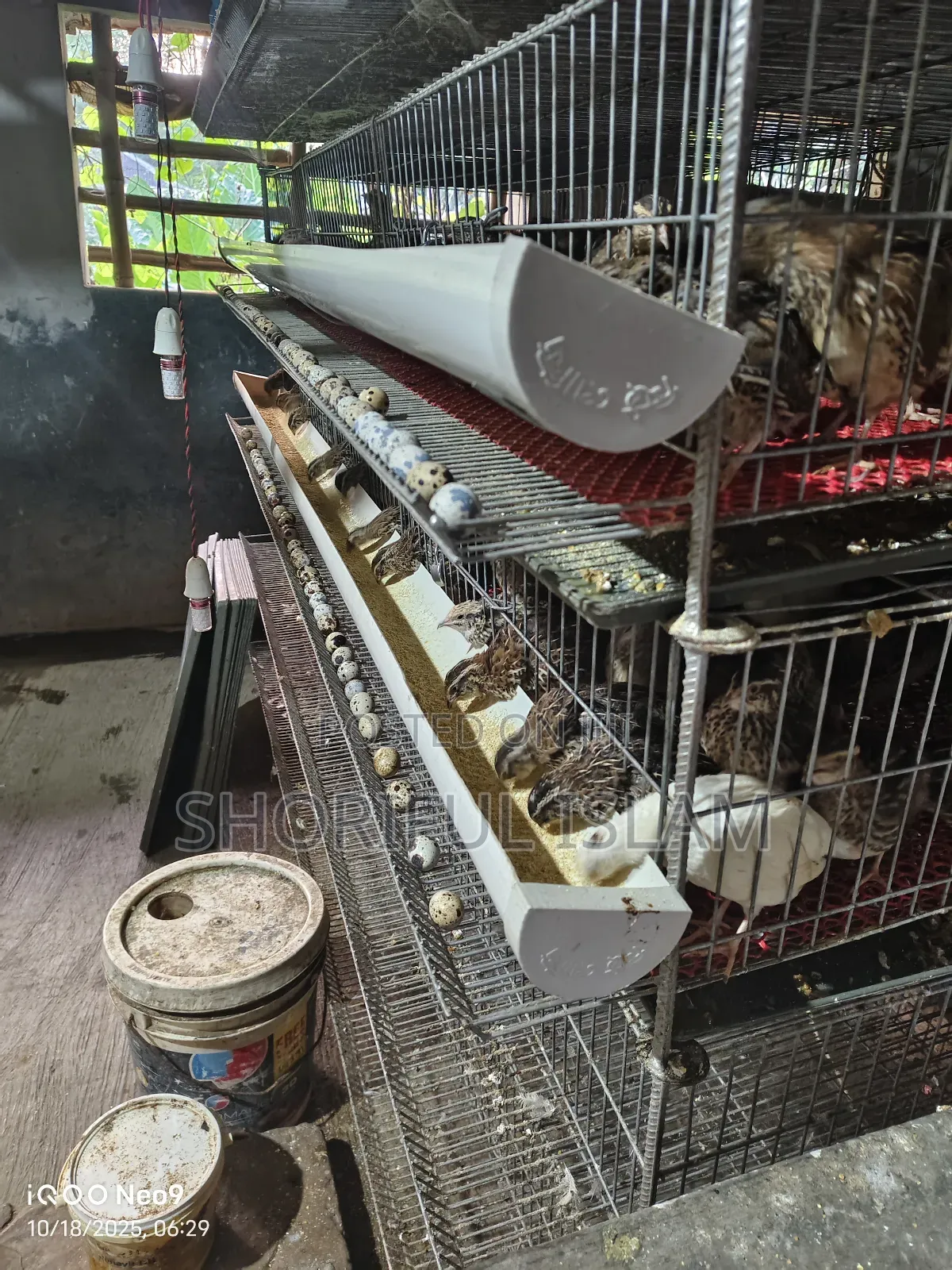 আমাদের কাছে অরিজিনাল জাপানি কোয়েল+ইউরোপিয়ান কোয়েল পাখি পাওয়া যায়