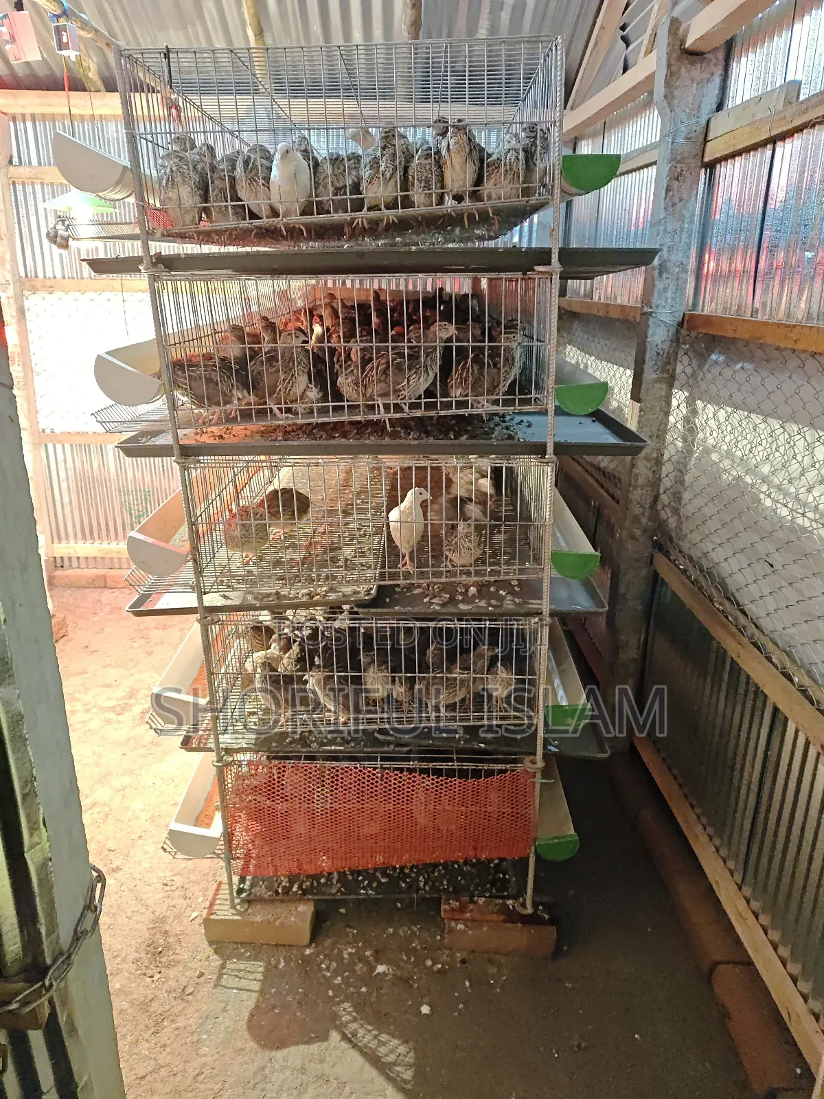 আমাদের কাছে অরিজিনাল জাপানি কোয়েল+ইউরোপিয়ান কোয়েল পাখি পাওয়া যায়