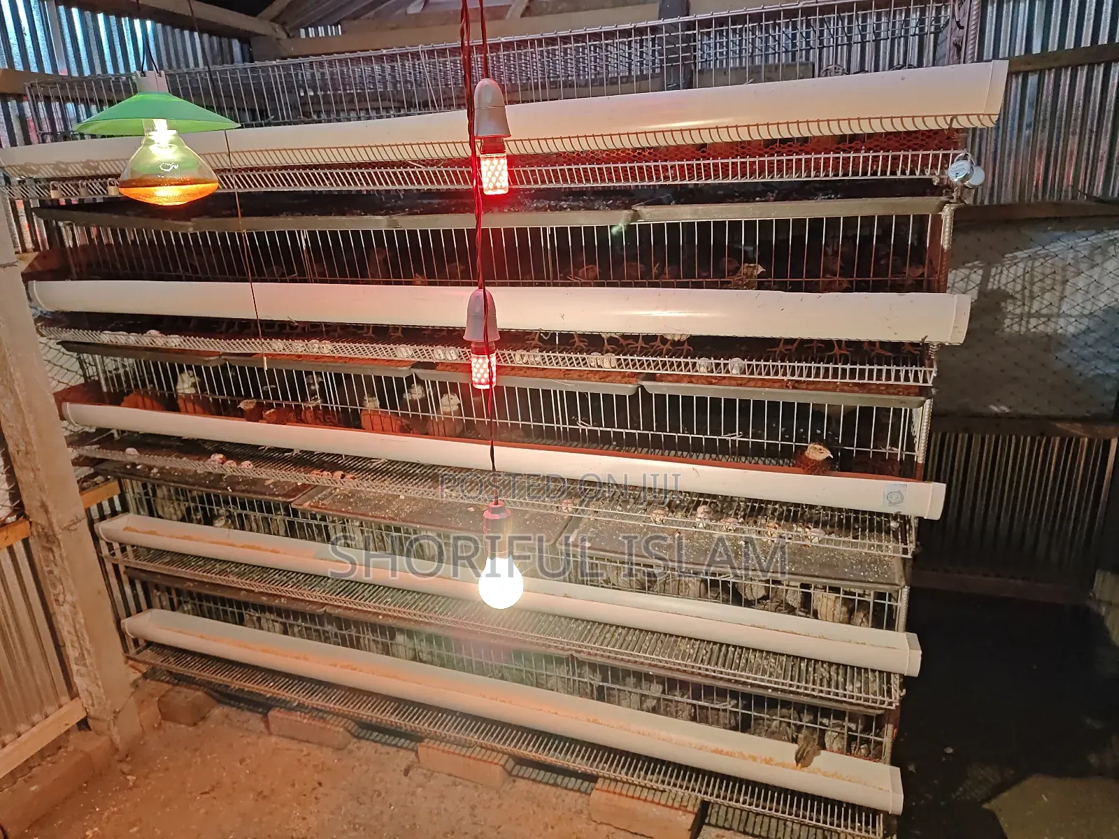 আমাদের কাছে অরিজিনাল জাপানি কোয়েল+ইউরোপিয়ান কোয়েল পাখি পাওয়া যায়