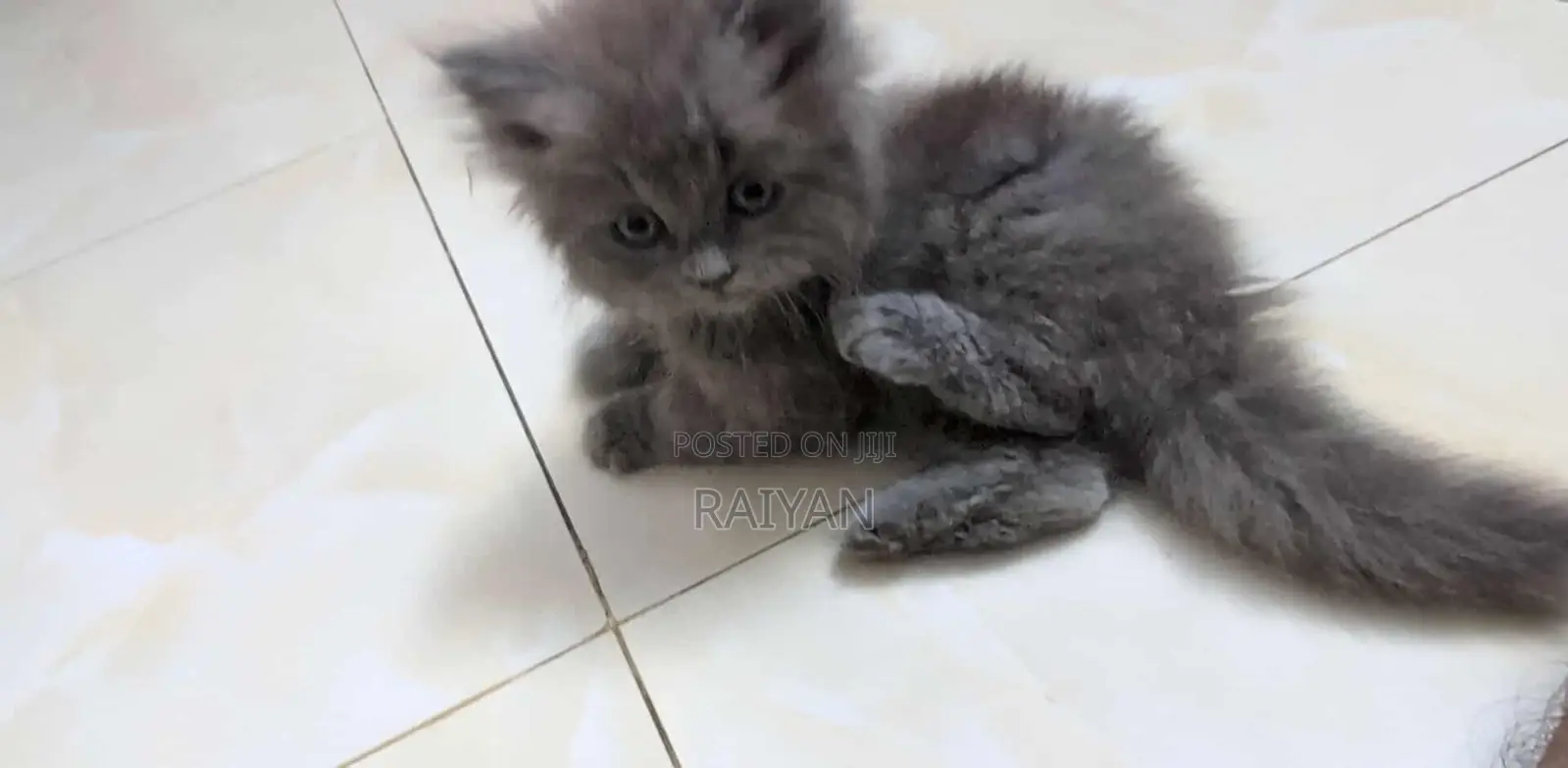 1-3 Months Female Purebred Persian