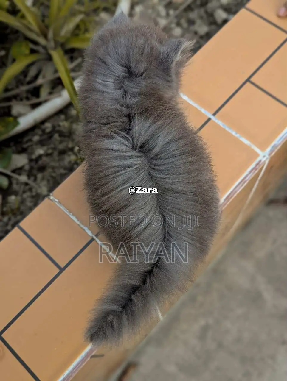 1-3 Months Female Purebred Persian