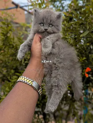 1-3 Months Female Purebred Persian