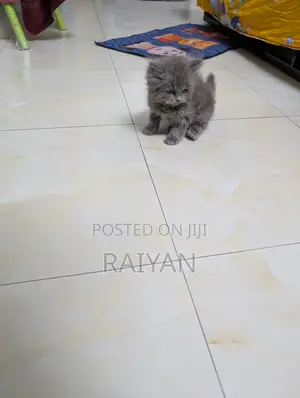 1-3 Months Female Purebred Persian