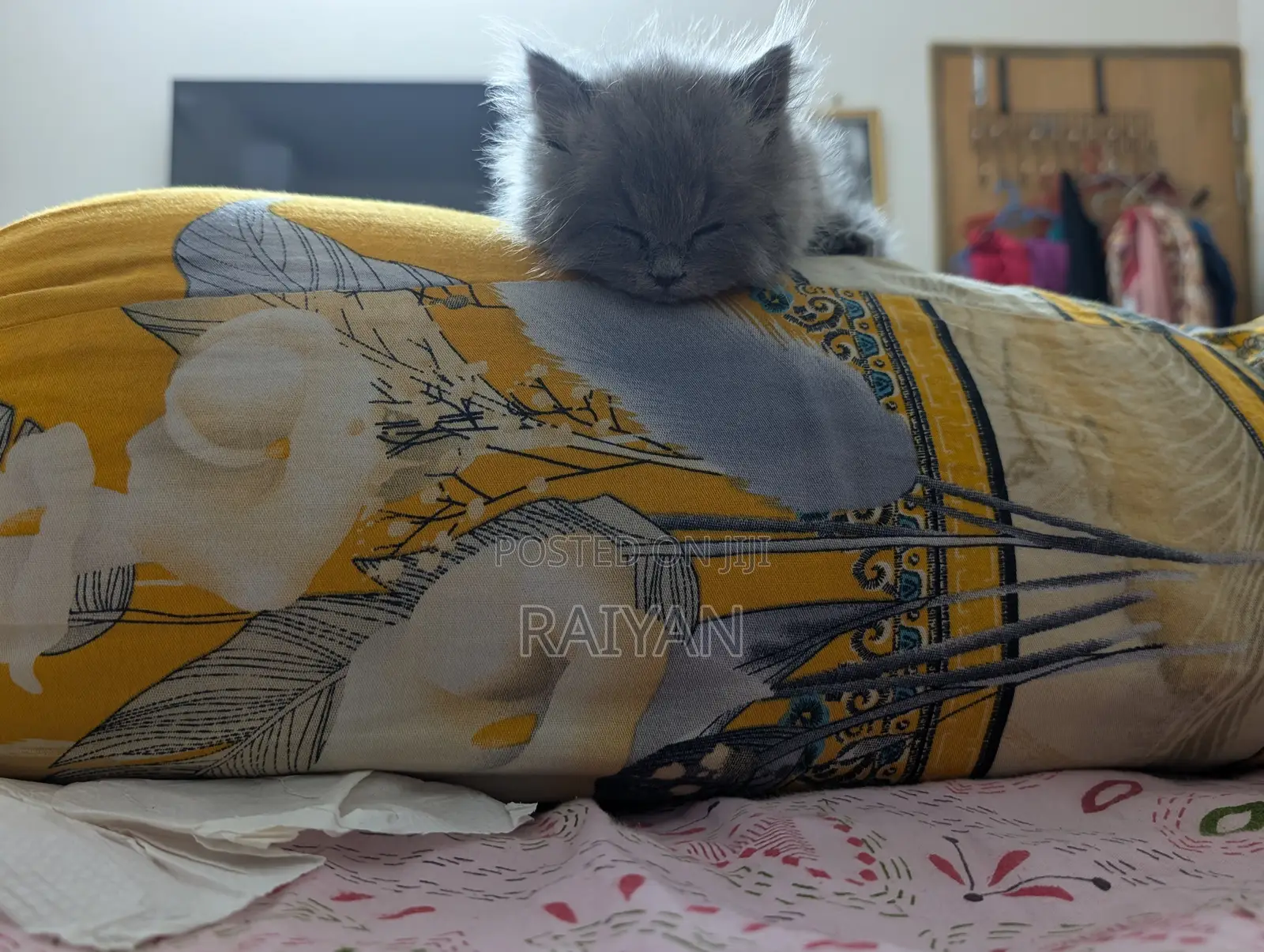 1-3 Months Female Purebred Persian