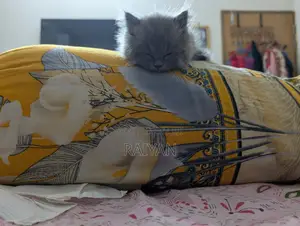 1-3 Months Female Purebred Persian