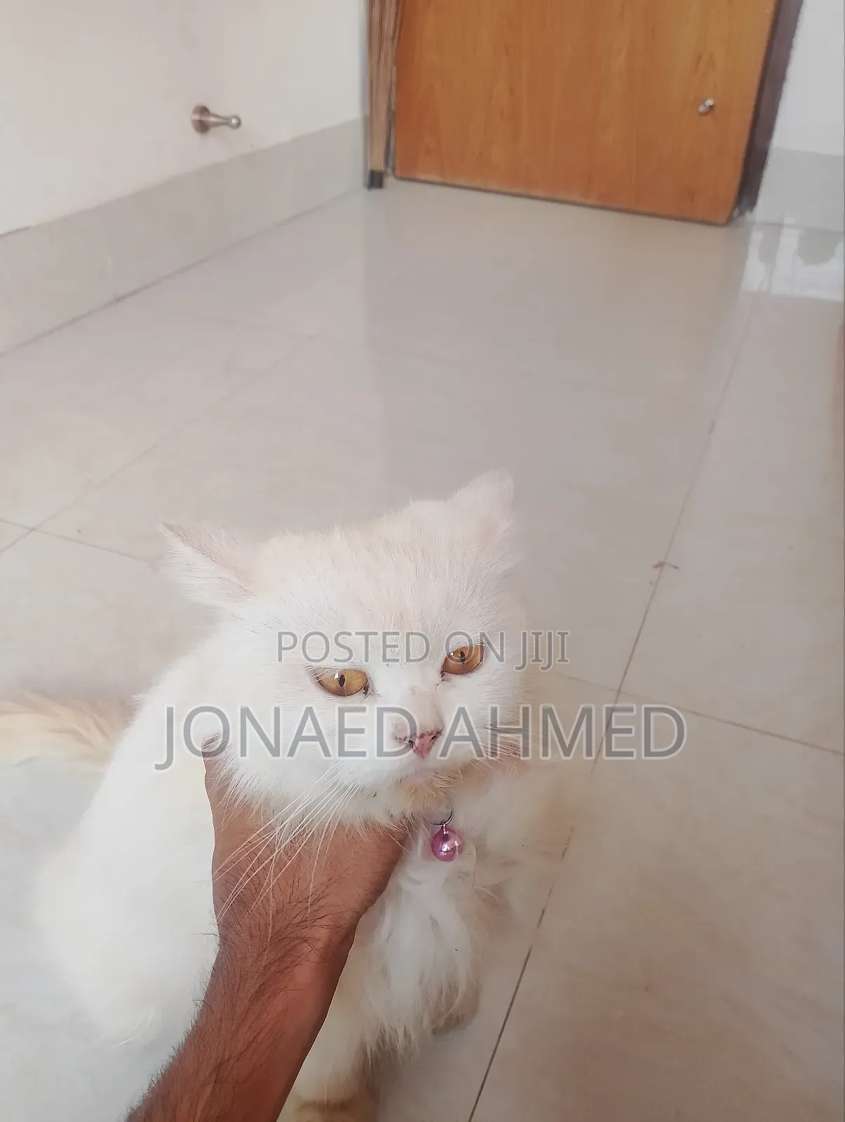 6-12 Months Female Purebred Persian