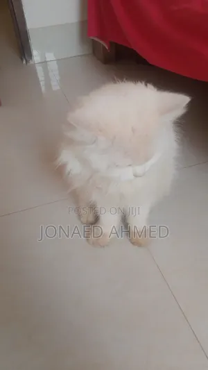 6-12 Months Female Purebred Persian