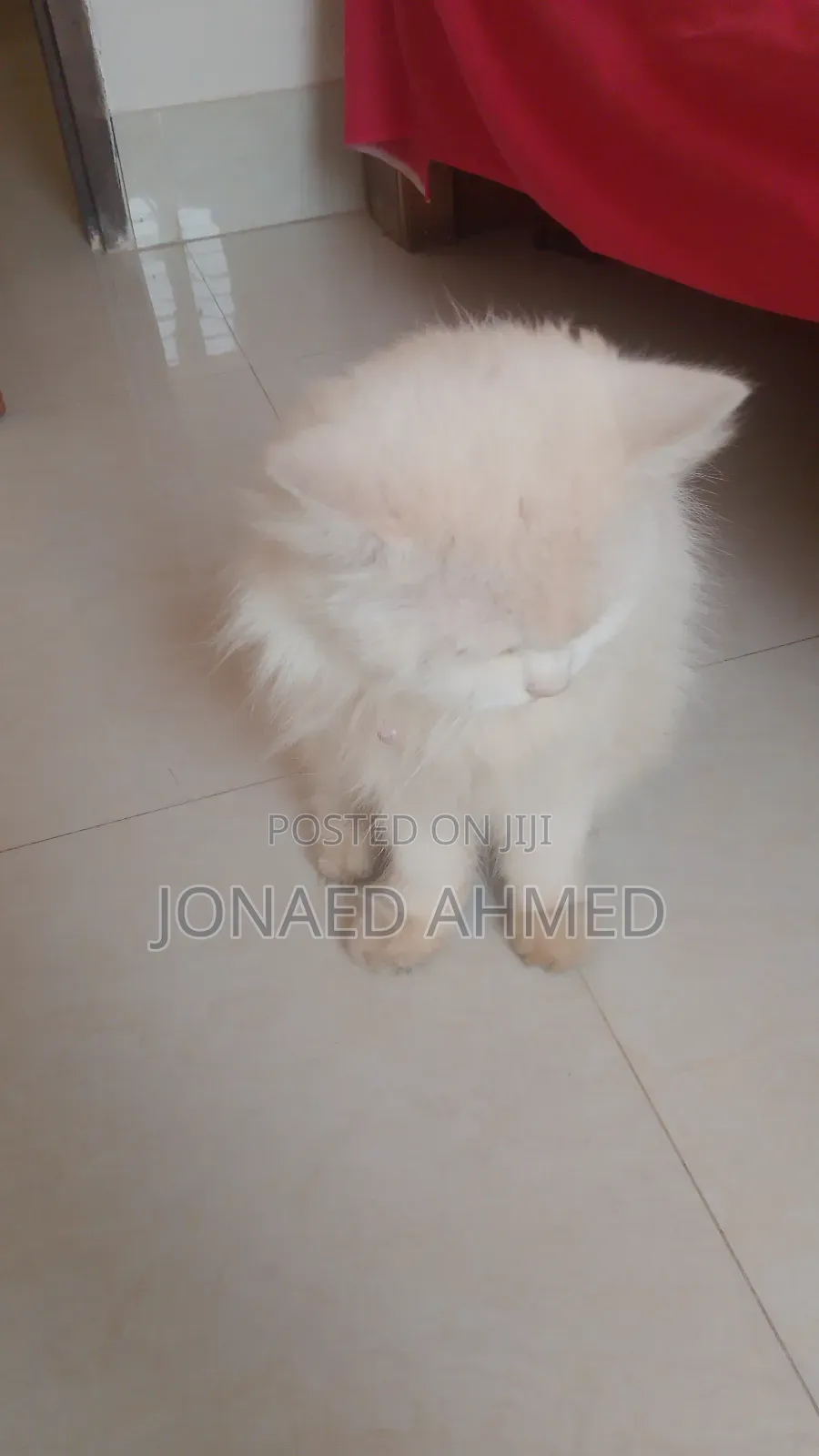 6-12 Months Female Purebred Persian