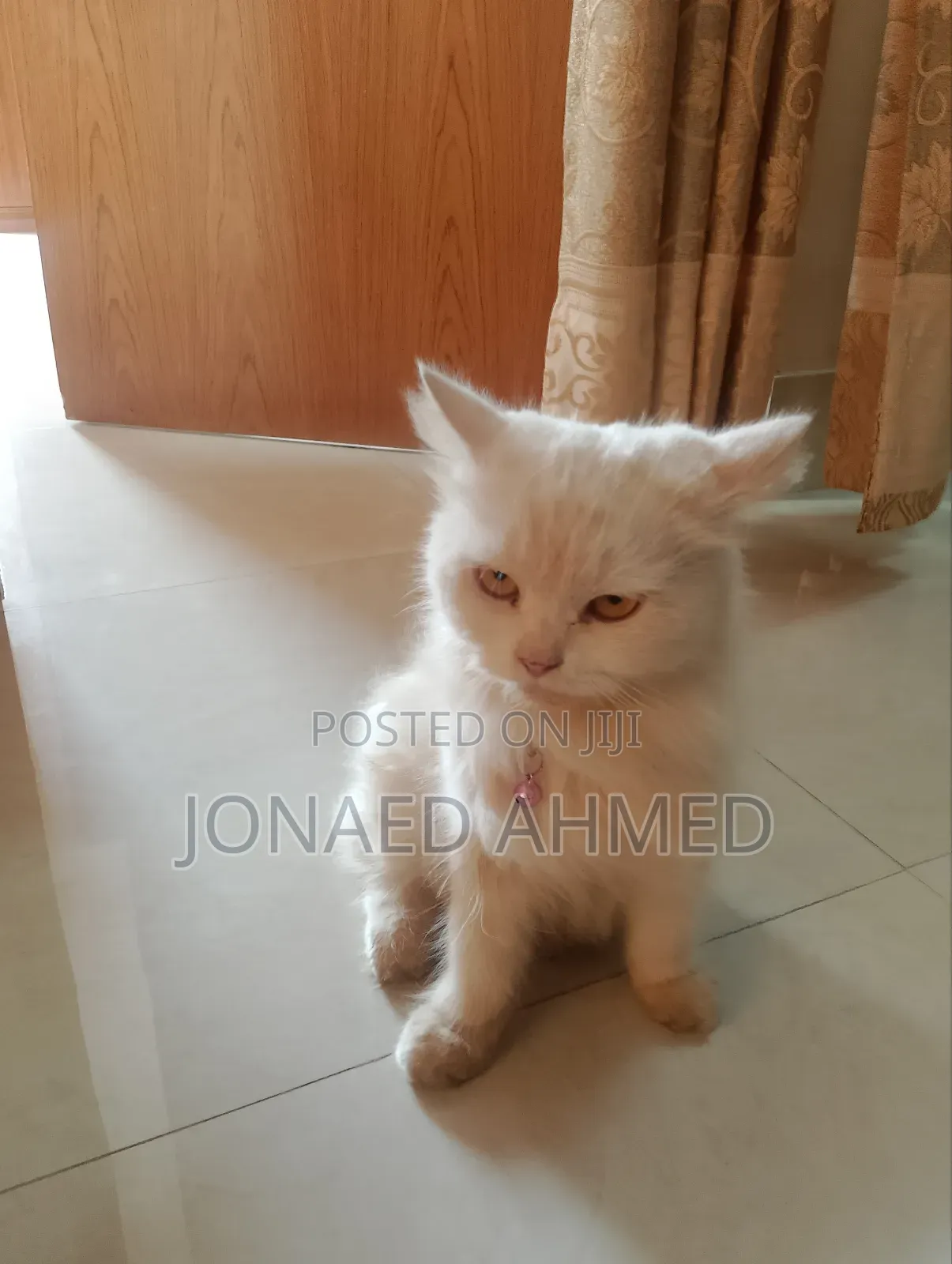 6-12 Months Female Purebred Persian