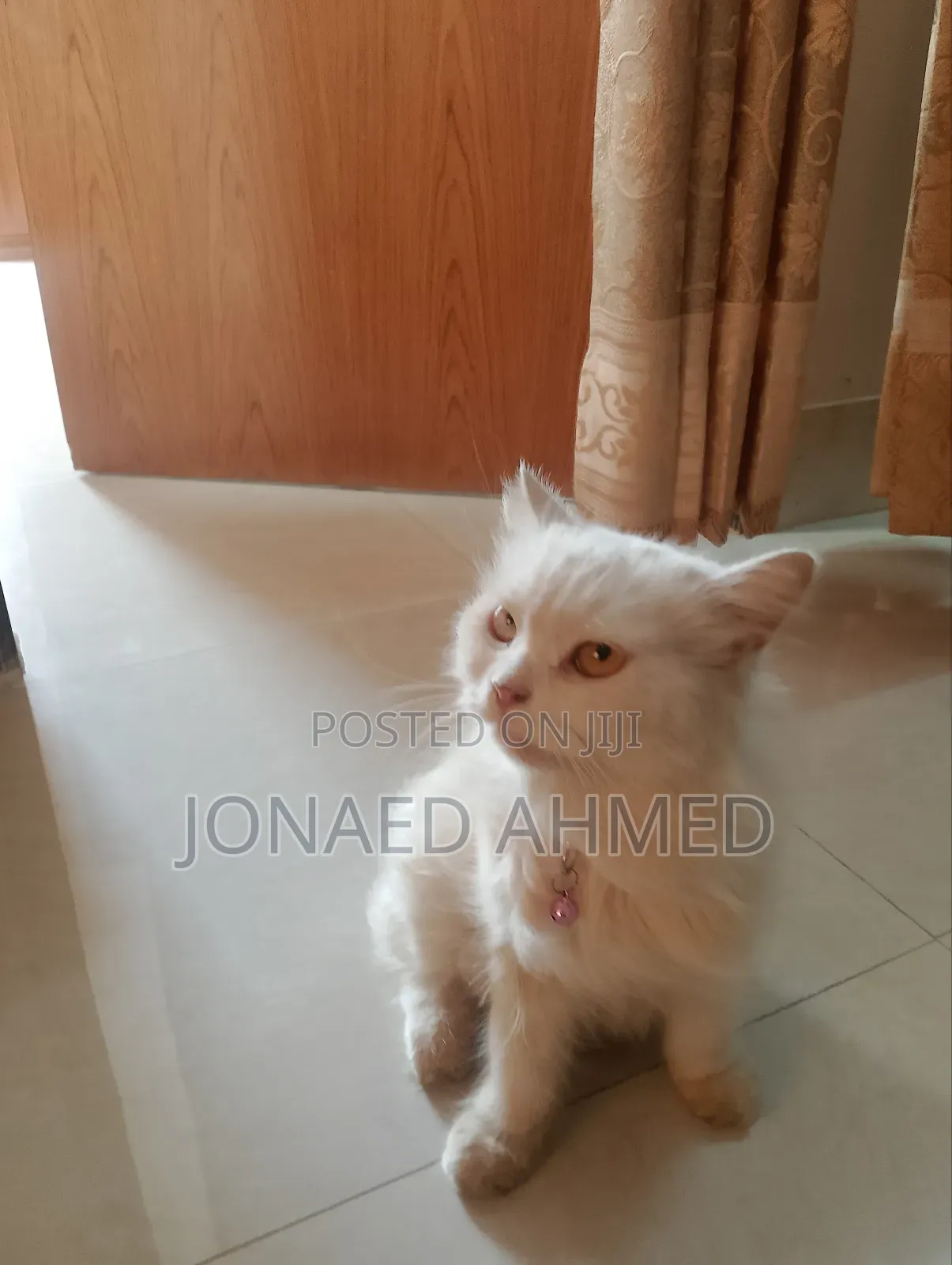 6-12 Months Female Purebred Persian