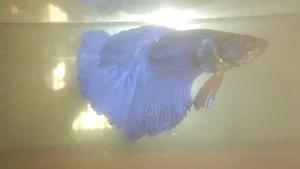 Photo - Blue Betta ( Halfmoon)