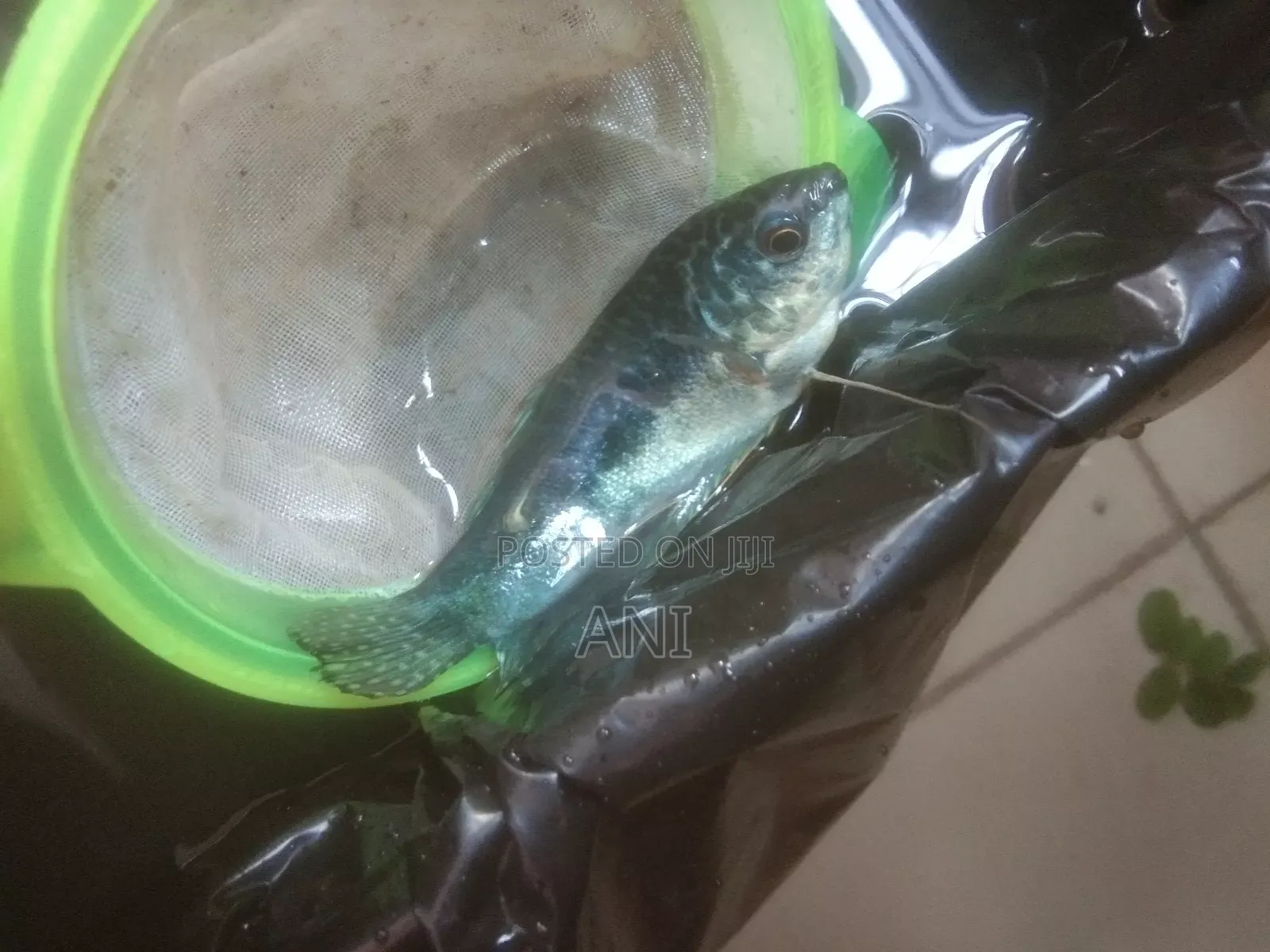 Blue Gourami Running Pair