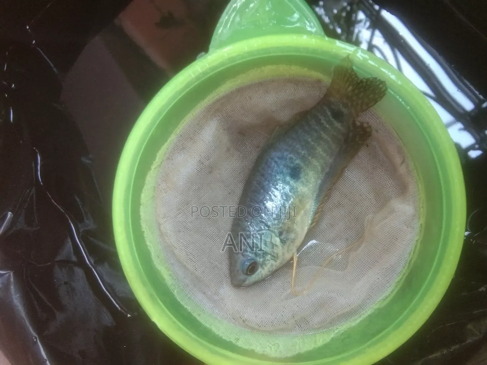 Blue Gourami Running Pair