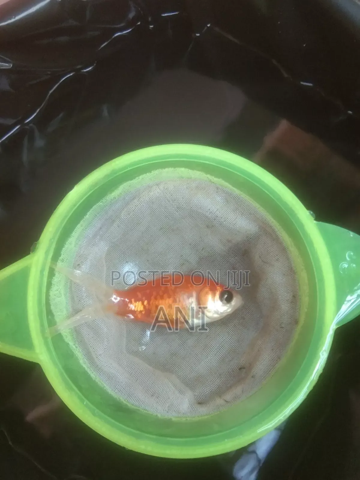 Koi Carp, Gold Fish, Oranda Gold Fish