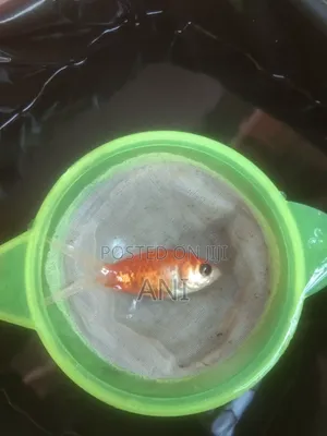 Photo - Koi Carp, Gold Fish, Oranda Gold Fish