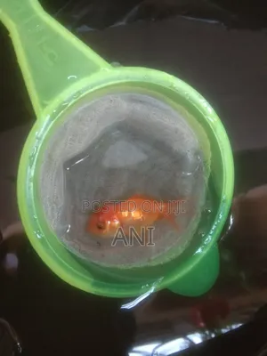 Koi Carp, Gold Fish, Oranda Gold Fish