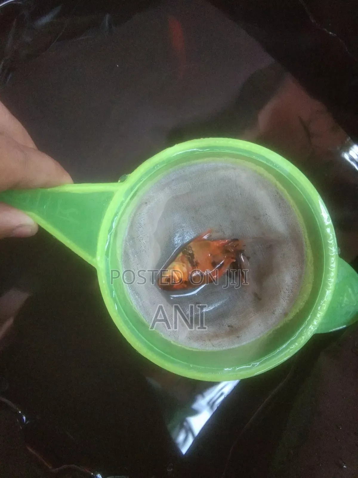 Koi Carp, Gold Fish, Oranda Gold Fish