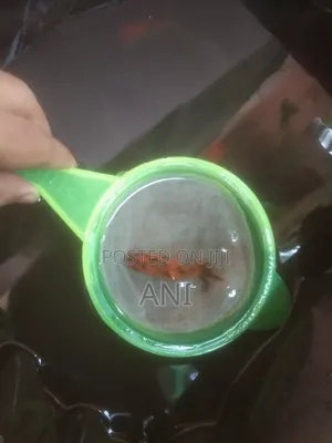 Koi Carp, Gold Fish, Oranda Gold Fish