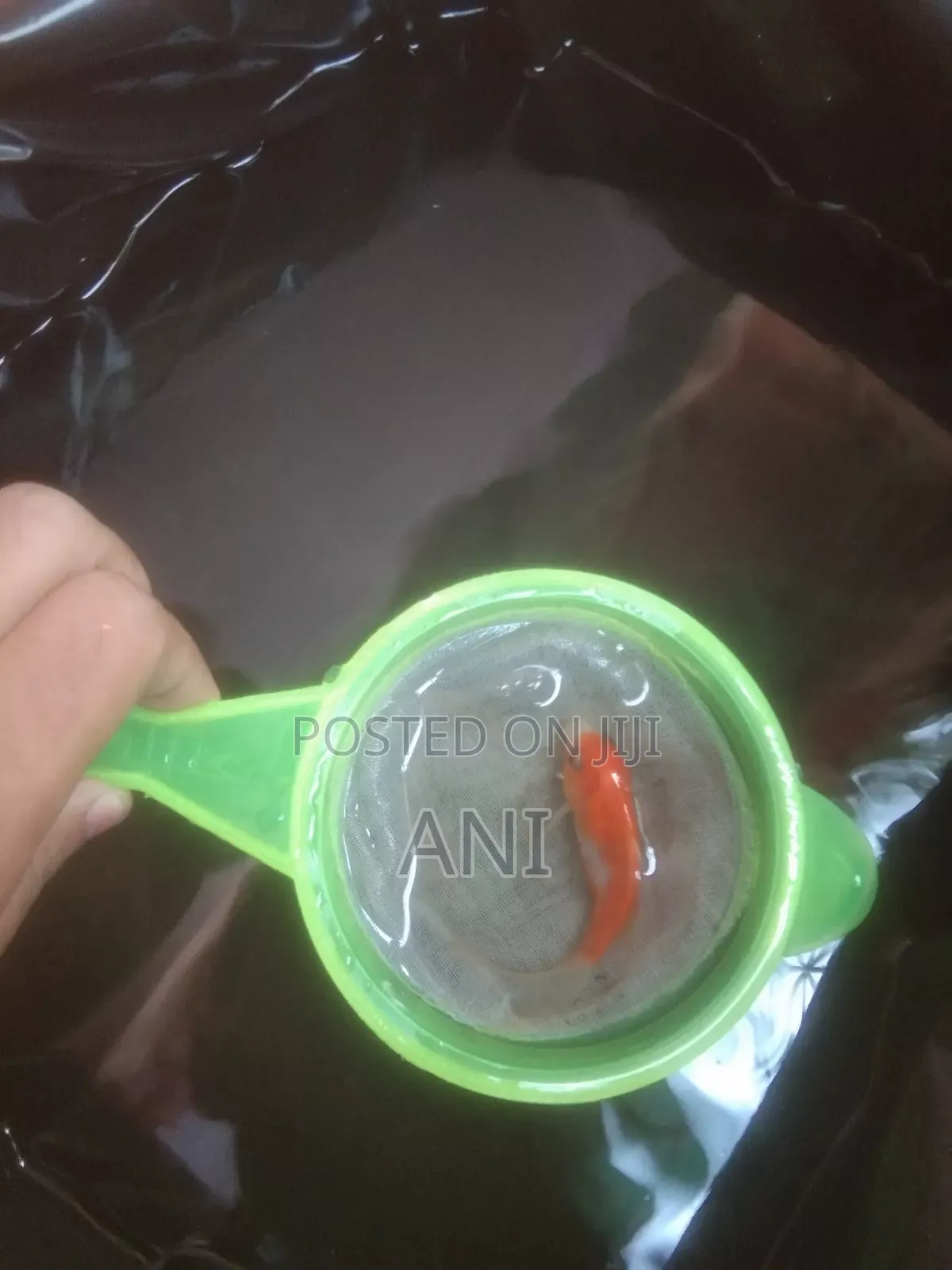 Koi Carp, Gold Fish, Oranda Gold Fish