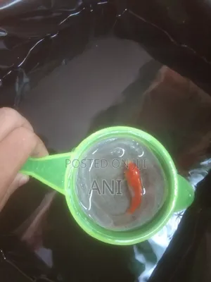 Koi Carp, Gold Fish, Oranda Gold Fish