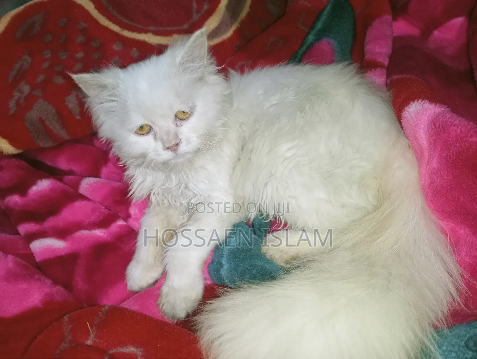3-6 Months Female Purebred Persian