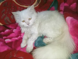 Photo - 3-6 Months Female Purebred Persian