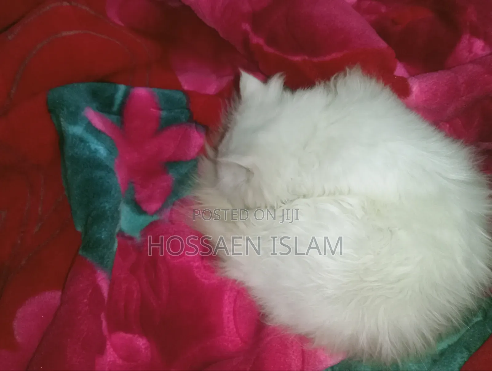 3-6 Months Female Purebred Persian