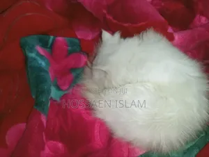 3-6 Months Female Purebred Persian