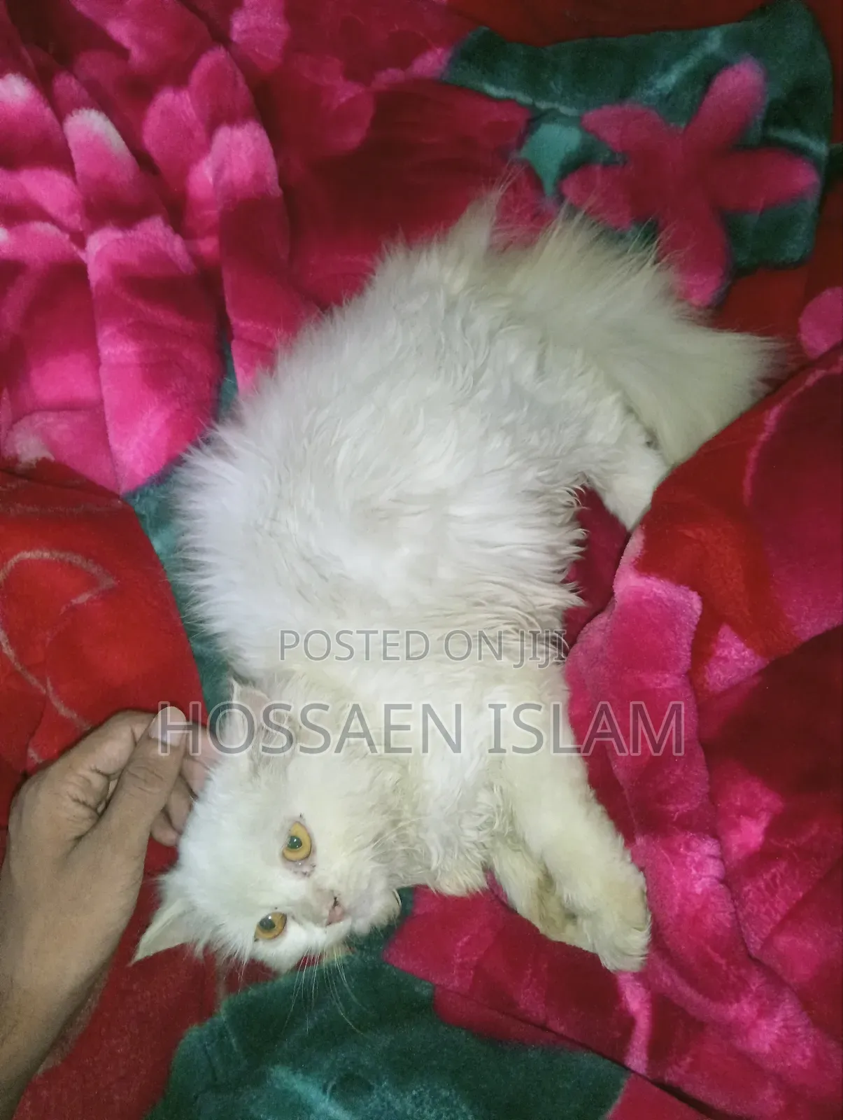 3-6 Months Female Purebred Persian