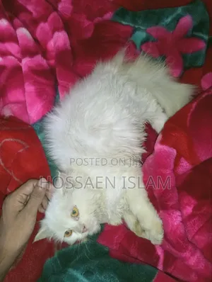 3-6 Months Female Purebred Persian