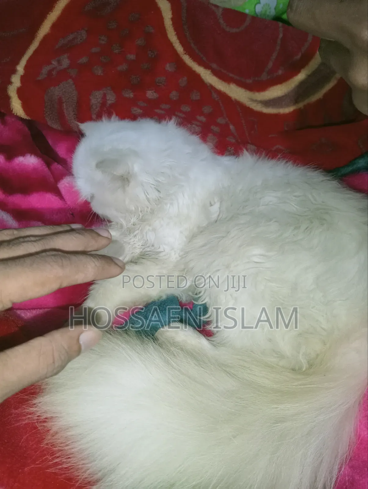 3-6 Months Female Purebred Persian