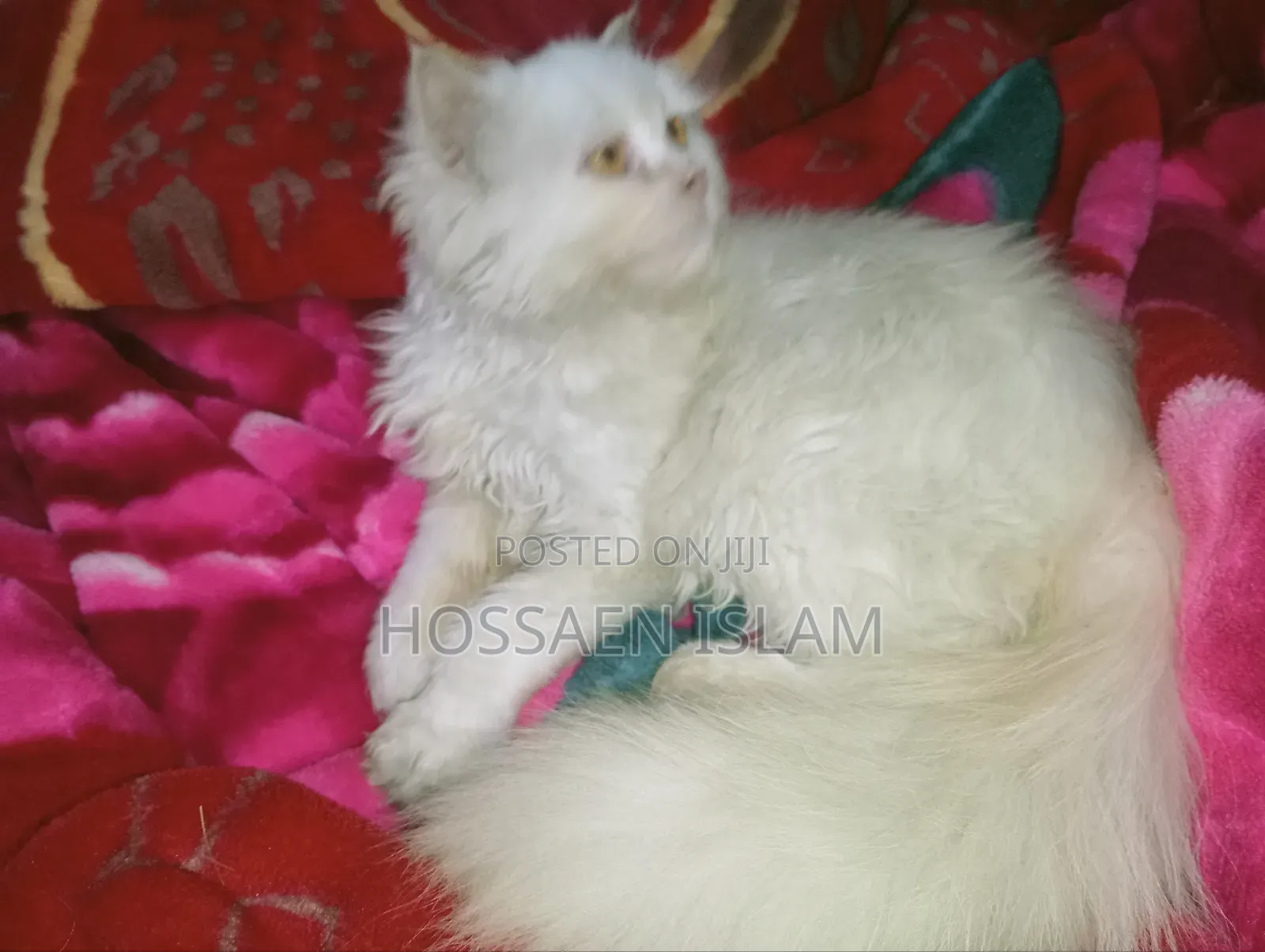 3-6 Months Female Purebred Persian