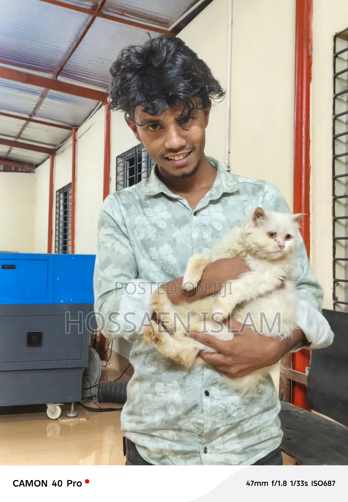 3-6 Months Female Purebred Persian