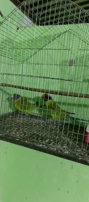 Photo - 1jura Hiramon Tiya