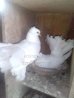 Photo - রানিং এক জোড়া ময়ূরী