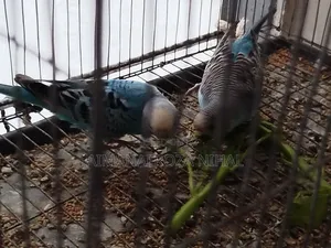 Photo - বাজিগর পাখি